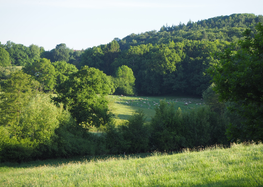 Schafe zwischen Wald und Hügellandschaft