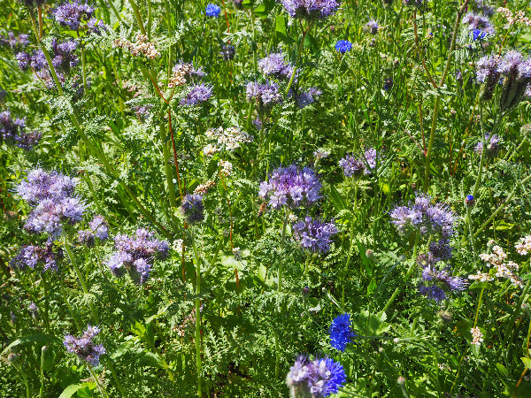 Schautafel und Gehölze am Naturlehrpfad