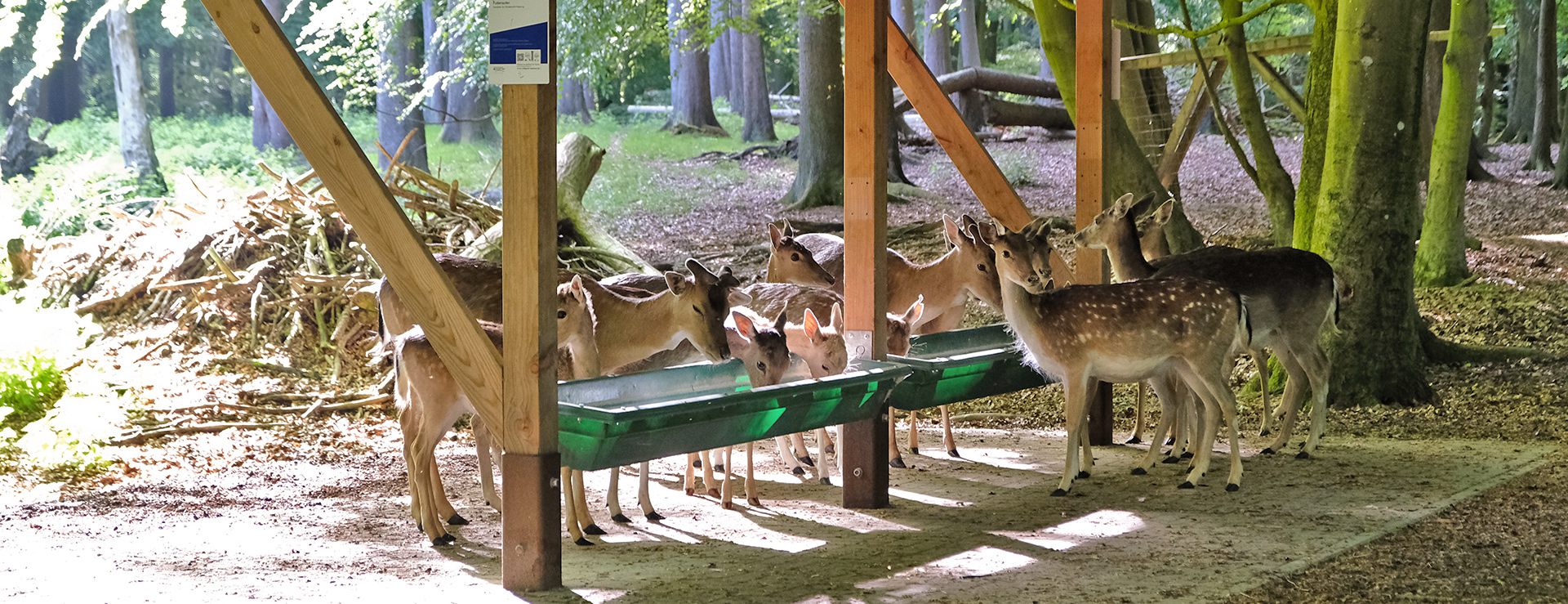 Waldmotiv als Platzhalter für den Förderverein Dorf und Natur