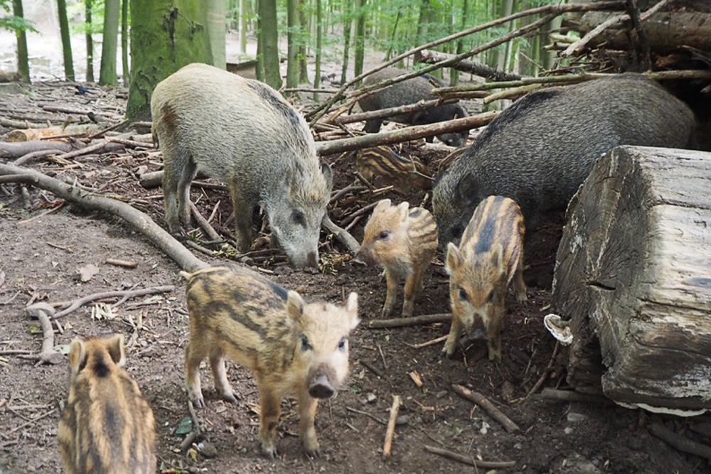 Frischlinge im Wildpark Malente