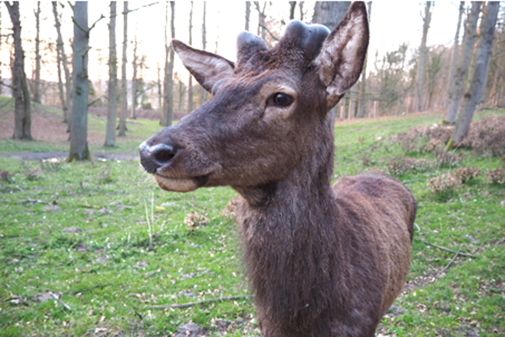 Rothirsch mit wachsendem Geweih