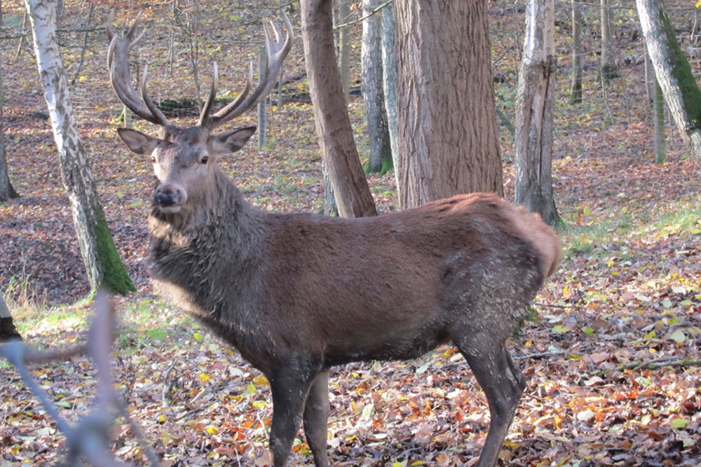 Rothirsch im Wildpark Malente