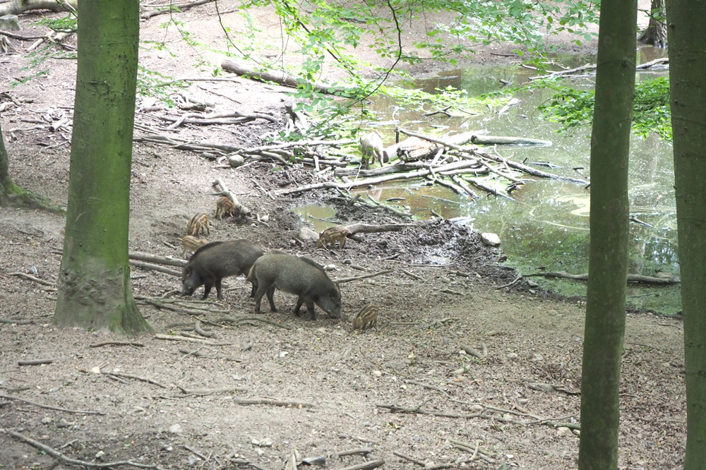 Wildschweine in der Suhle