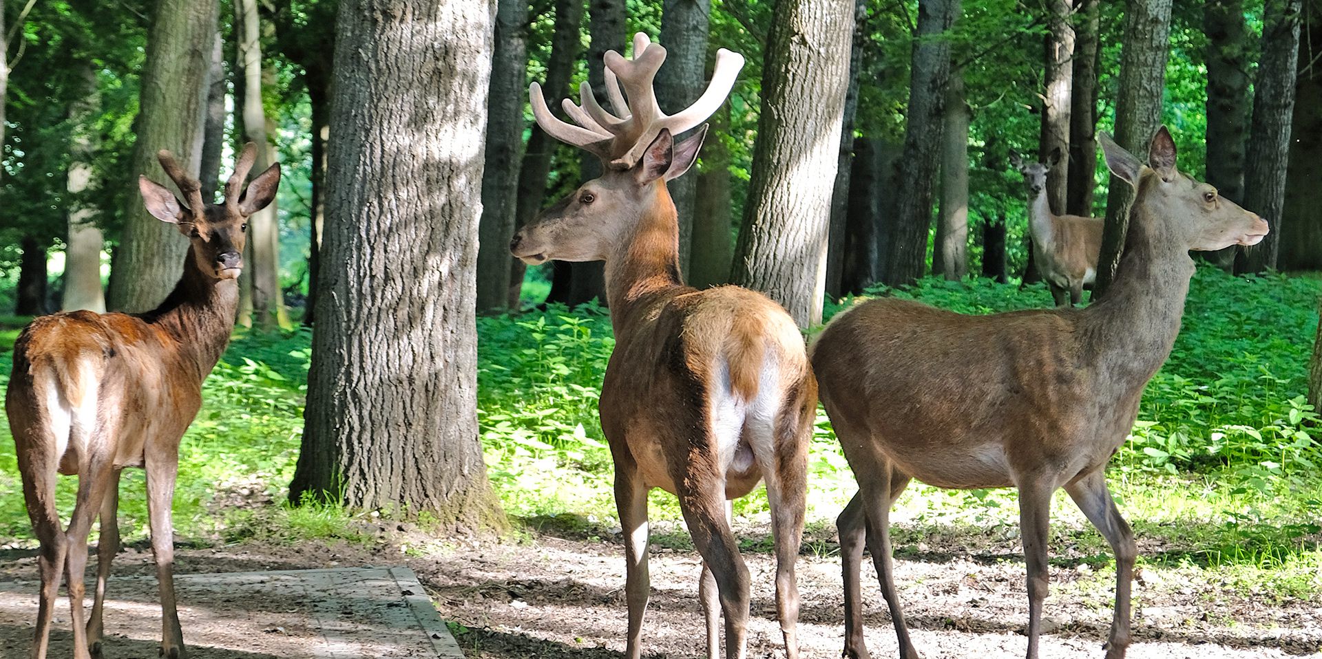 Wildpark Malente mit Wald- und Wiesenfläche