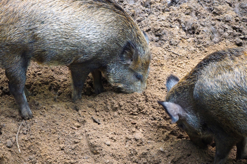 Wildschweine im Wildpark Malente